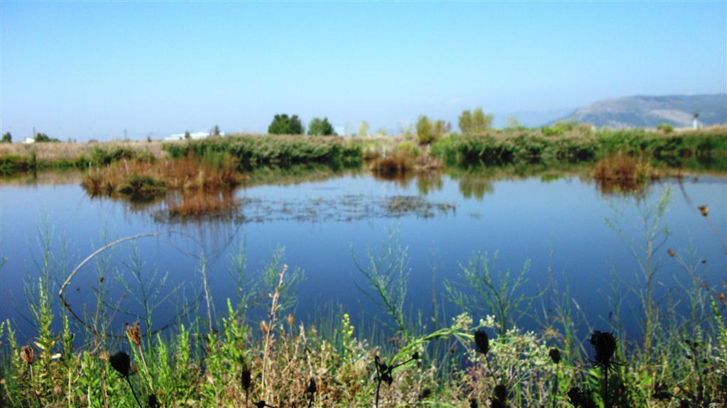 Parco della Piana con Fox (Simonetta)